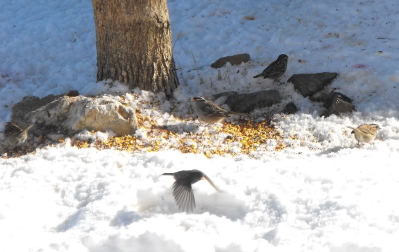 I'm being watched - General Chat