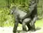 monkeys-having-sex1.jpg