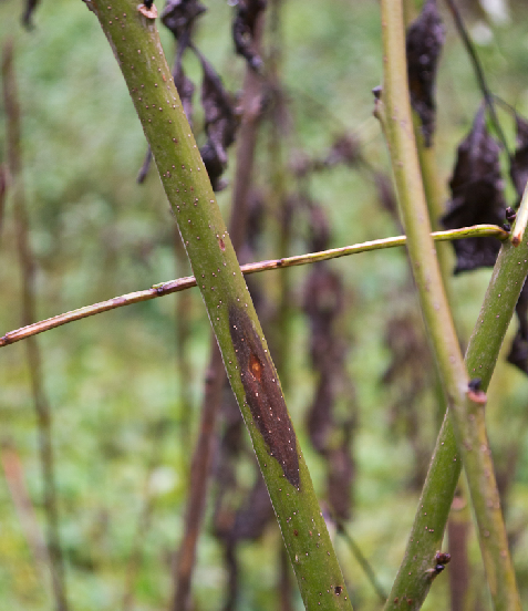 photo ash_dieback.png