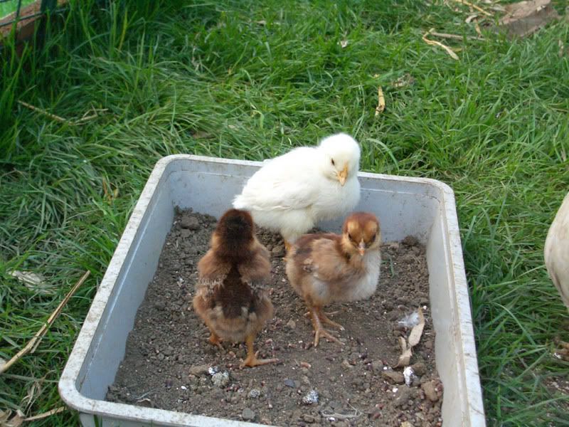 Chickinthedirttray2.jpg
