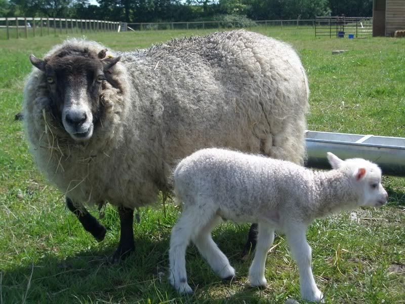 Lambwithmummy.jpg