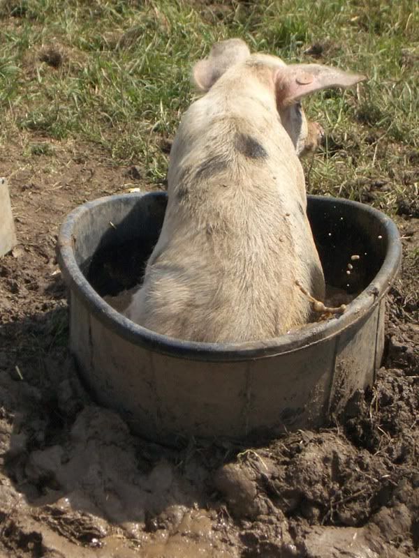 Pig In A Bucket Photo by Claret_63 Photobucket