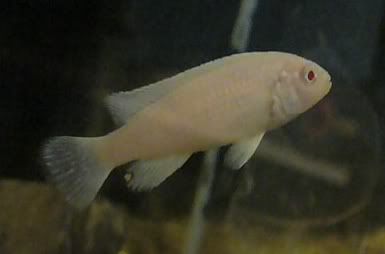 albino cichlid