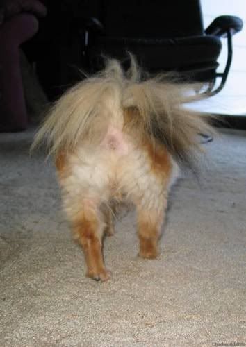 Dog Butt 03 Pictures, Images and Photos