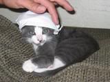 kitten in hat