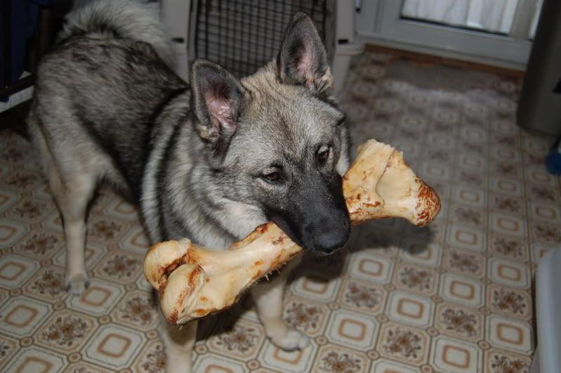 Norwegian Elkhound German Shepherd Mix Re: norwegian elkhounds. Norwegian Elkhound German Shepherd Mix Re: norwegian elkhounds.