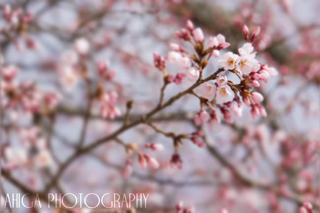 IMAGE: http://i90.photobucket.com/albums/k274/ahigaphoto/japan08/sakura.jpg