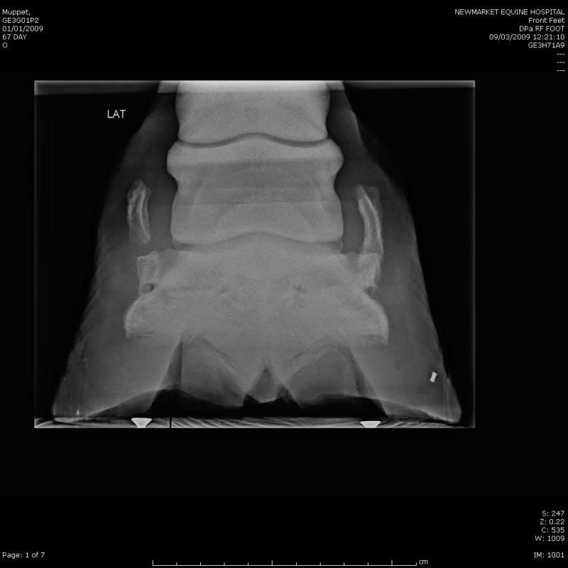 Post images of all your Horse‘s Veterinary Conditions