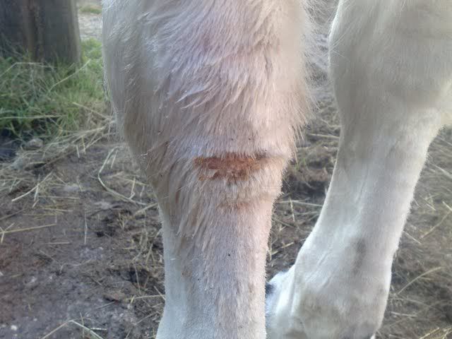 Mites+in+Horses Treatment For Mites On Horses http://sunnychinglishtalk.com/10/mites ...