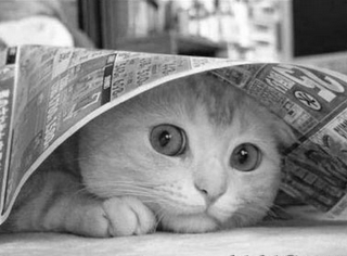 cute-cat-hiding.png