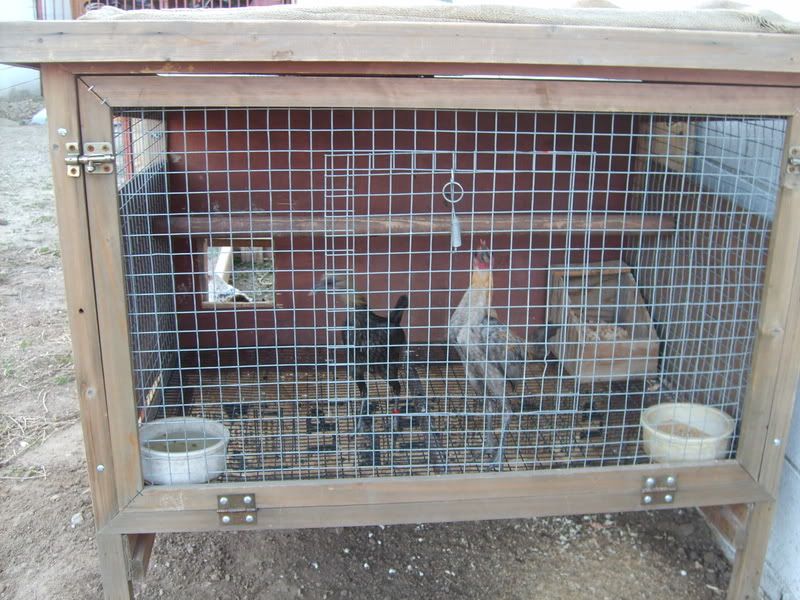 Experience with ChickNHutch? BackYard Chickens Learn How to Raise