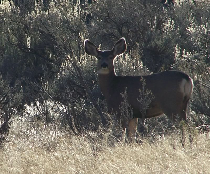 Homesteadingtoday get-together? - Homesteading Questions