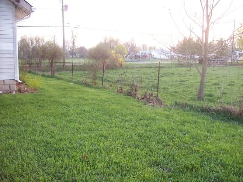 Anyone have city goats? - Goats