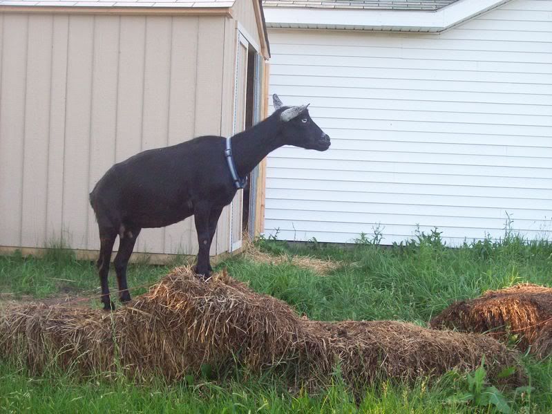 Our ladies (pics) - Goats