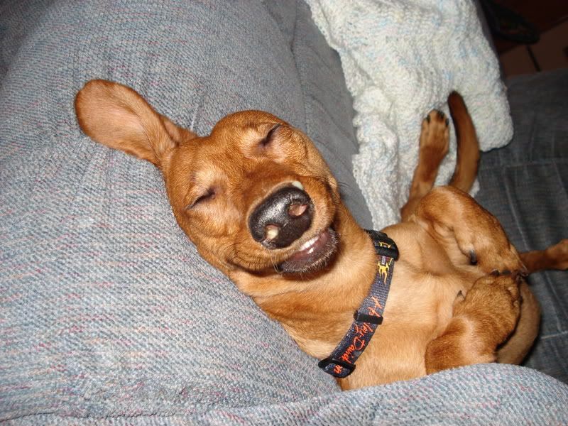 dogsandbitemark001.jpg sleeping apollo image by ahadfield