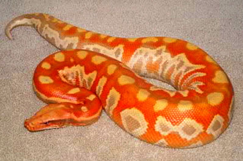 moresnakes001-1.jpg