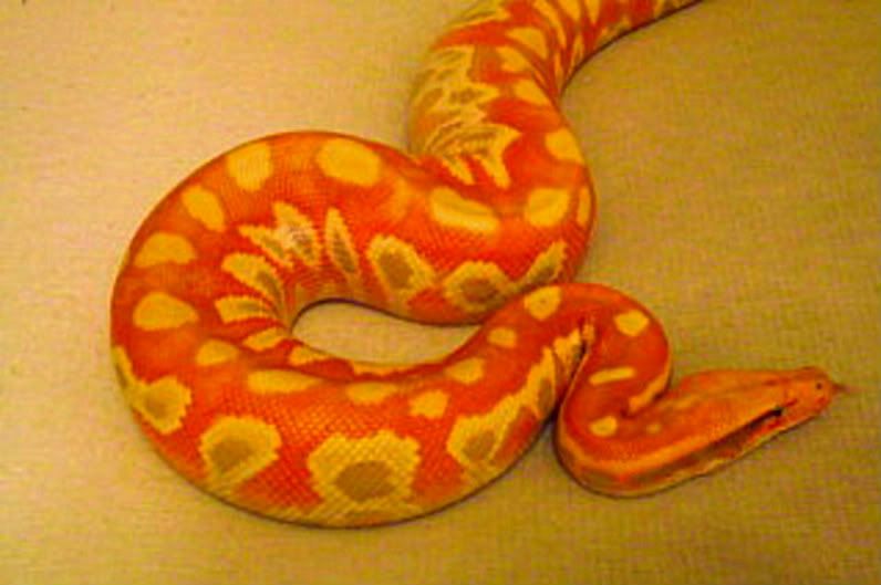 moresnakes018.jpg