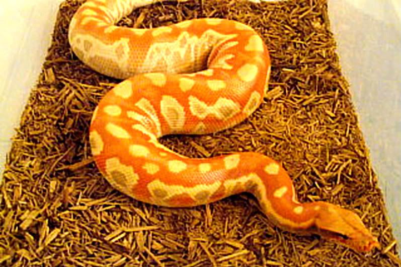 moresnakes019.jpg