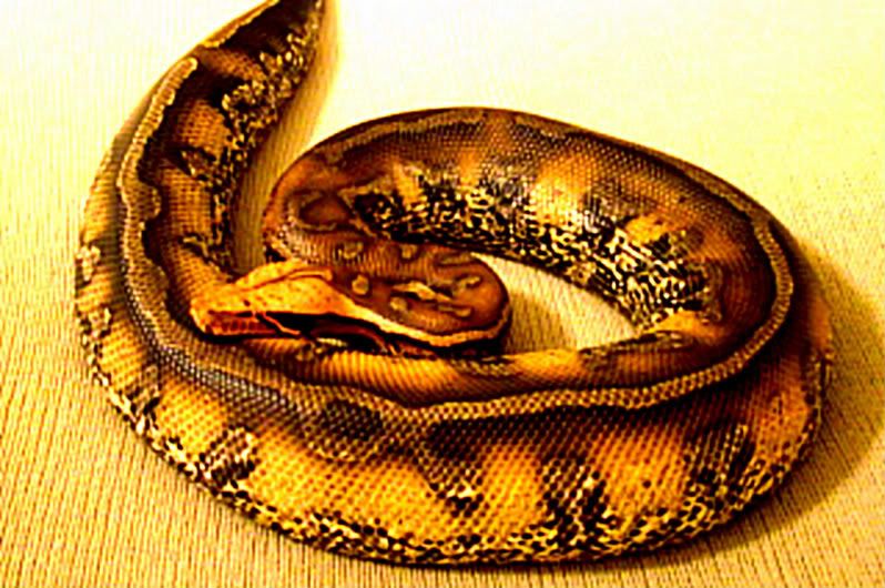 moresnakes020.jpg