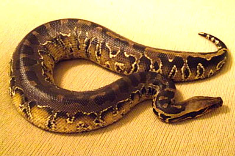 moresnakes021.jpg