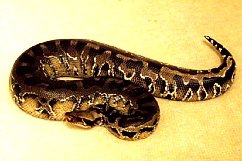 moresnakes022.jpg