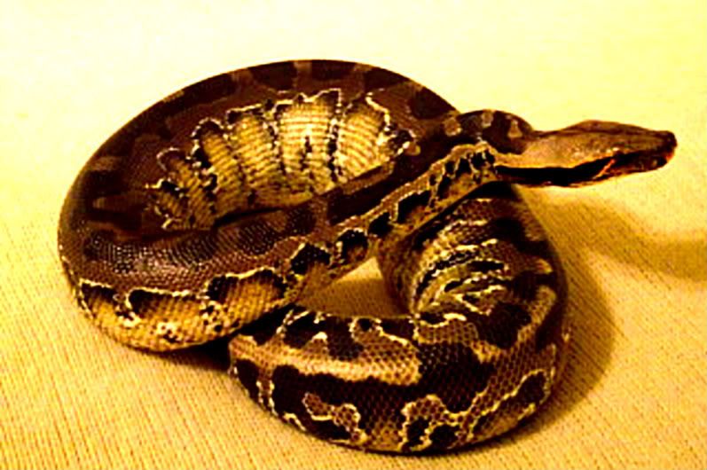 moresnakes023.jpg