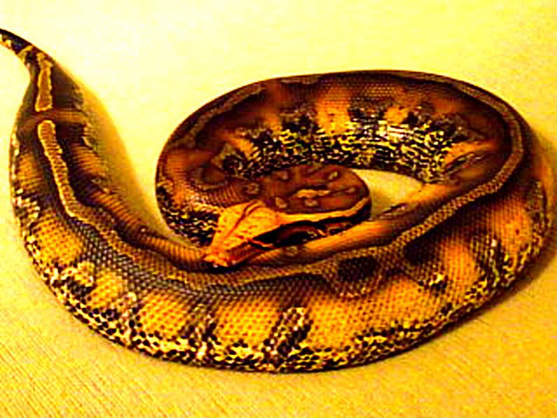 moresnakes024.jpg