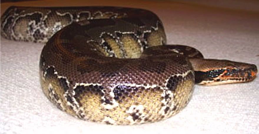 moresnakes028.jpg