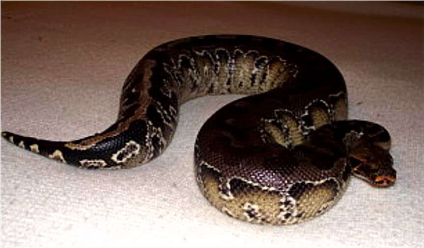 moresnakes029.jpg