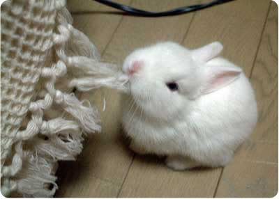 cute_bunny.jpg