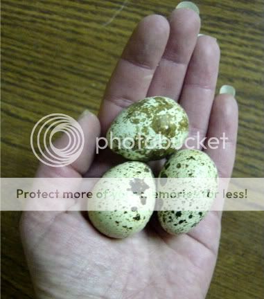 30+ Jumbo Coturnix Quail - OHIO - hatching eggs FS | BackYard Chickens ...