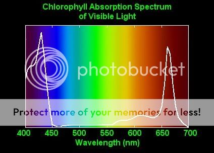 Chlorophyll-1.jpg
