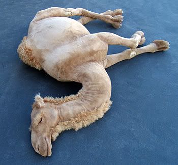 camel_3025-01.jpg