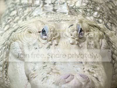 white_alligator.jpg