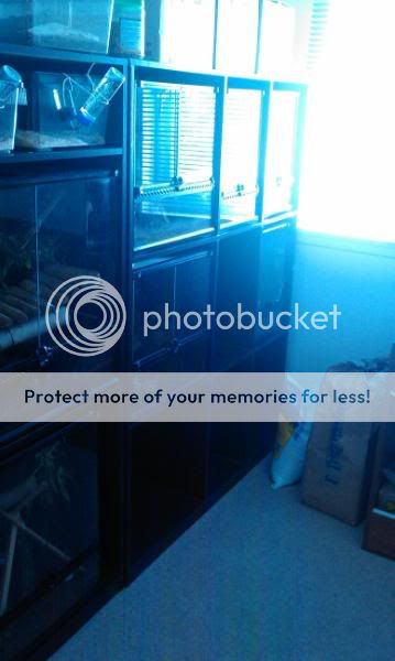 stack and rack by exotic reptile housing | Reptile Forums