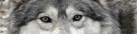 THE PACK OF DEMON WOLFS banner